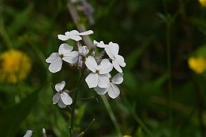 2025-06018787 Acton Arboretum, MA